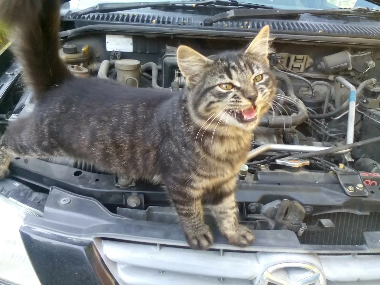 Кошка на капоте. Кошка под капотом. Кот на капоте. Котенок под капотом машины. Кот на капоте машины.