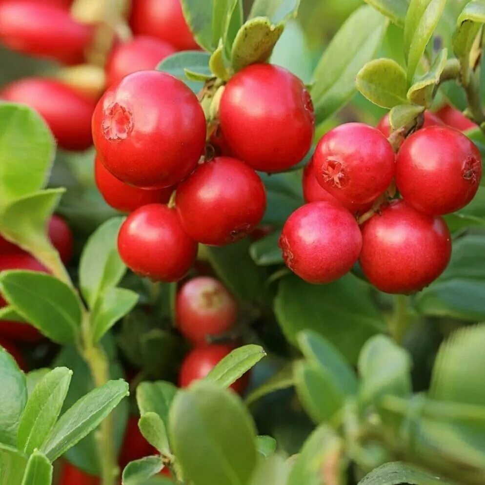 Брусника обыкновенная кустарничек. Брусника обыкновенная red pearl. Vaccinium vitis-idaea red pearl. Брусника ред перл. Брусника 'red pearl'.