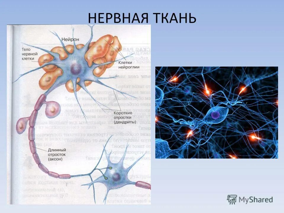 Нервная ткань состоит из собственно нервных клеток. Нервная ткань. Клетки нервной ткани. Нервная ткань рисунок. Нервная ткань животных.