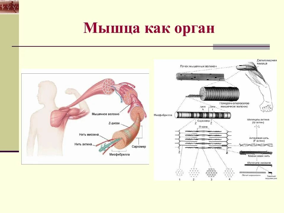 Мышечное чувство находится. Мышечная деятельность. Мышца как орган. Внутреннее строение мышцы. Активность мышц.