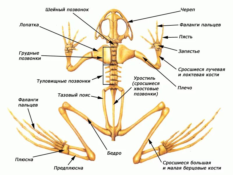Какими костями образована вилочка. Земноводных строение отделов скелета. Опорно двигательная система лягушки скелет. Кости и отделы скелета лягушки. Скелет лягушки шейный отдел.