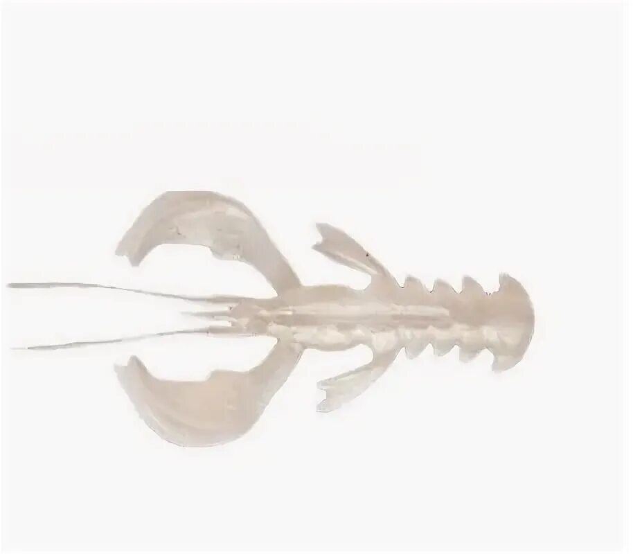 Squid 5. Squid 5