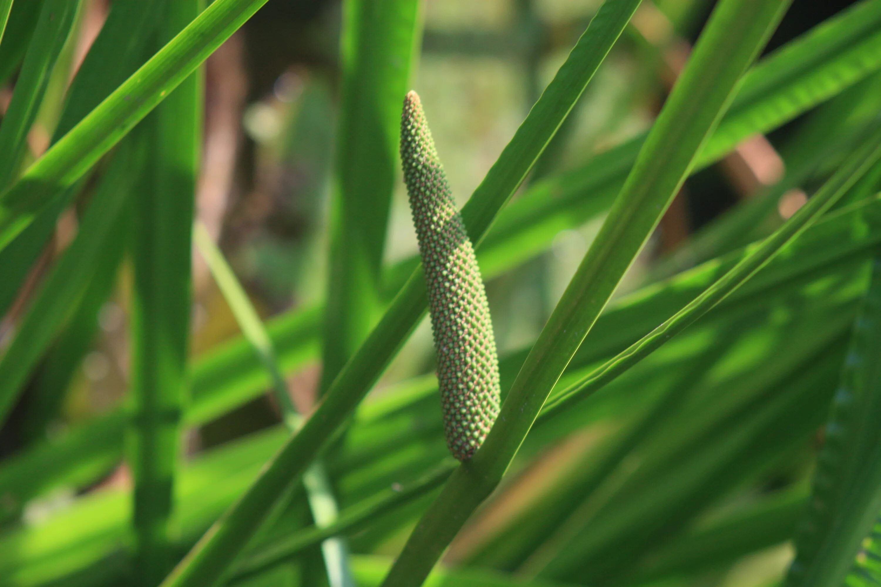 АИР обыкновенный - Acorus Calamus. Акорус Каламус. АИР болотный (Acorus Calamus). 69. Acorus Calamus.