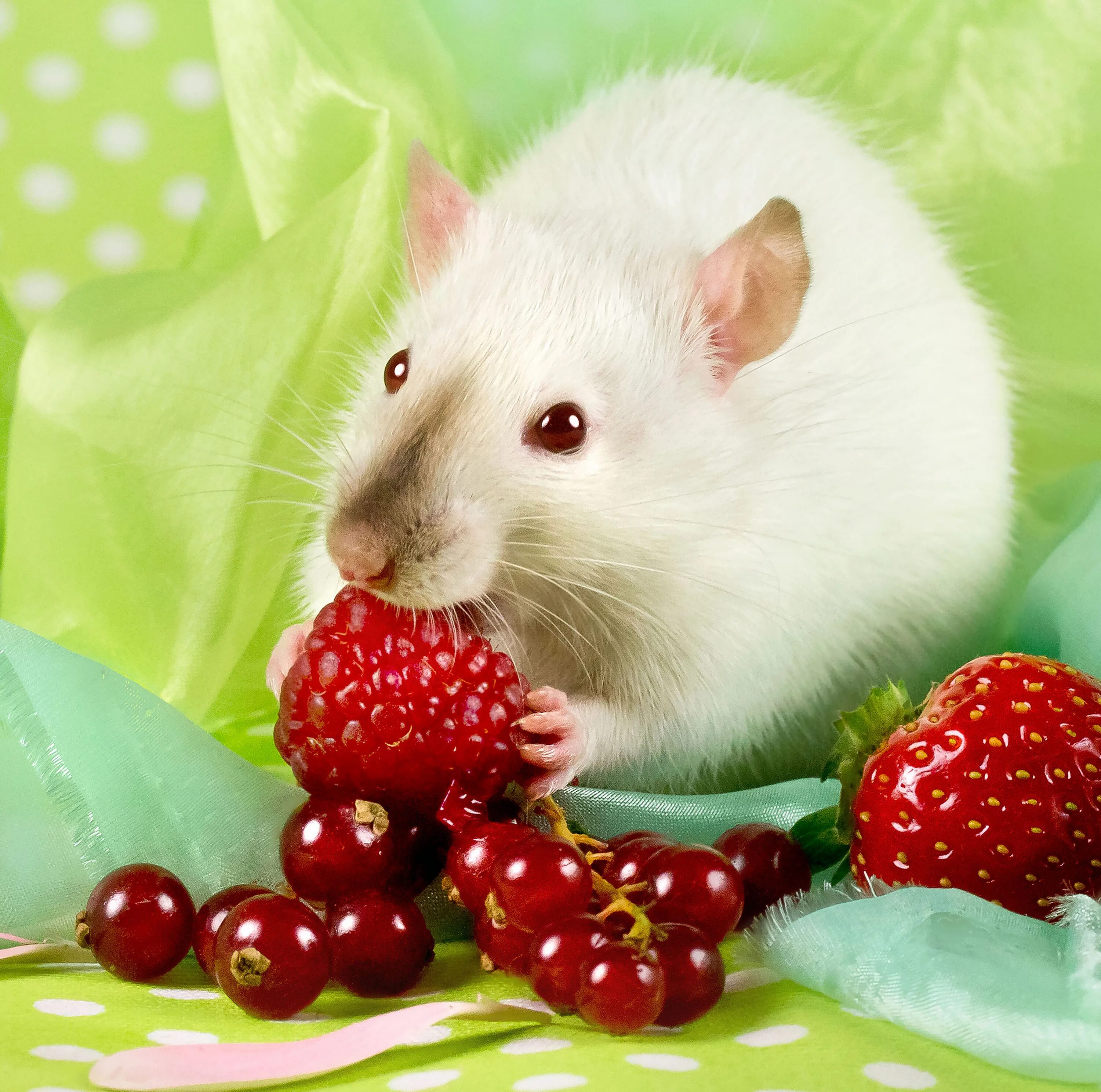 Мыши домашние животные. Красивая белая крыса. Милые красивые крыски. Красивые милые животные крысы. Крыса милашка.
