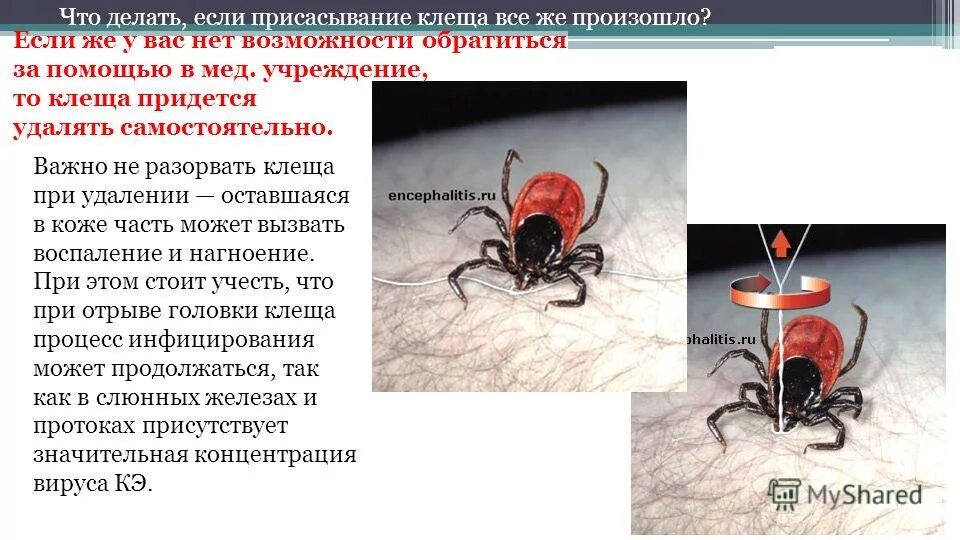 Случаи заражения клещевым энцефалитом. Клещевой энцефалит укус. Клещевой энцефалит геморрагическая лихорадка. Случаи заражения клещевым энцефалитом. Клещевой вирусный энцефалит.