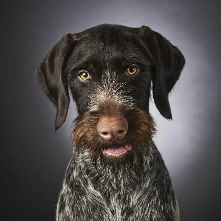 German Wirehaired Pointer Breed Guide - Learn about the German Wirehaired Pointe