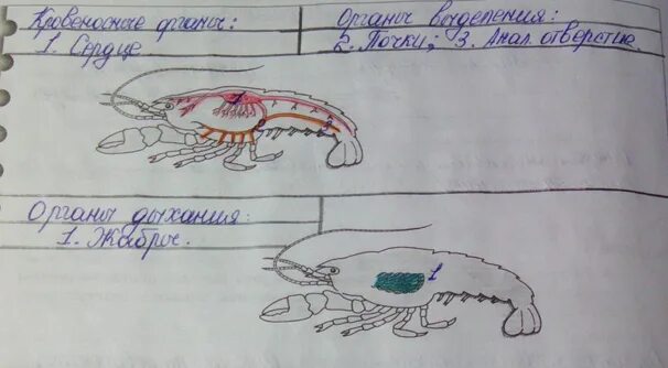 Рисунок ракообразных из рабочей тетради. Рабочая тетрадь ракообразные. В одной кладке самки дафнии бывает примерно 60 яиц спустя 15-20. Раскрасьте внутренние органы насекомого задание 3. Хромосомы речного рака