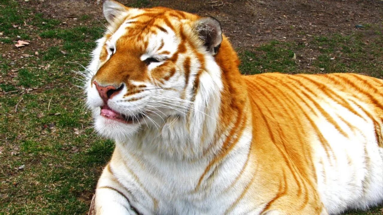 Какие редкие тигры