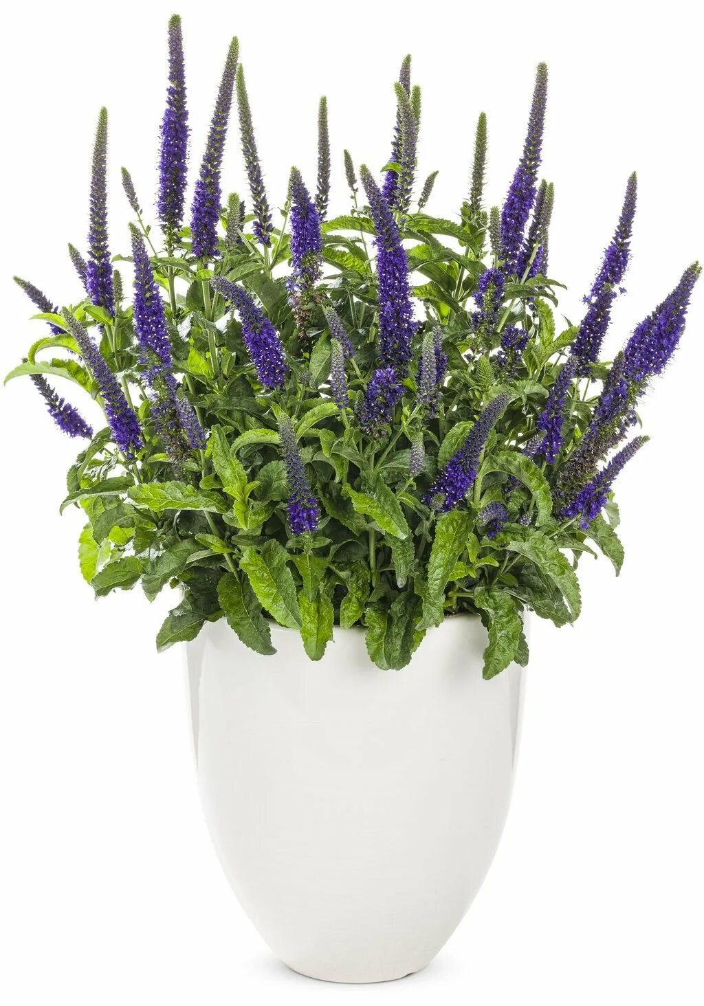 Цветок с фиолетовыми цветочками. Speedwell цветок.