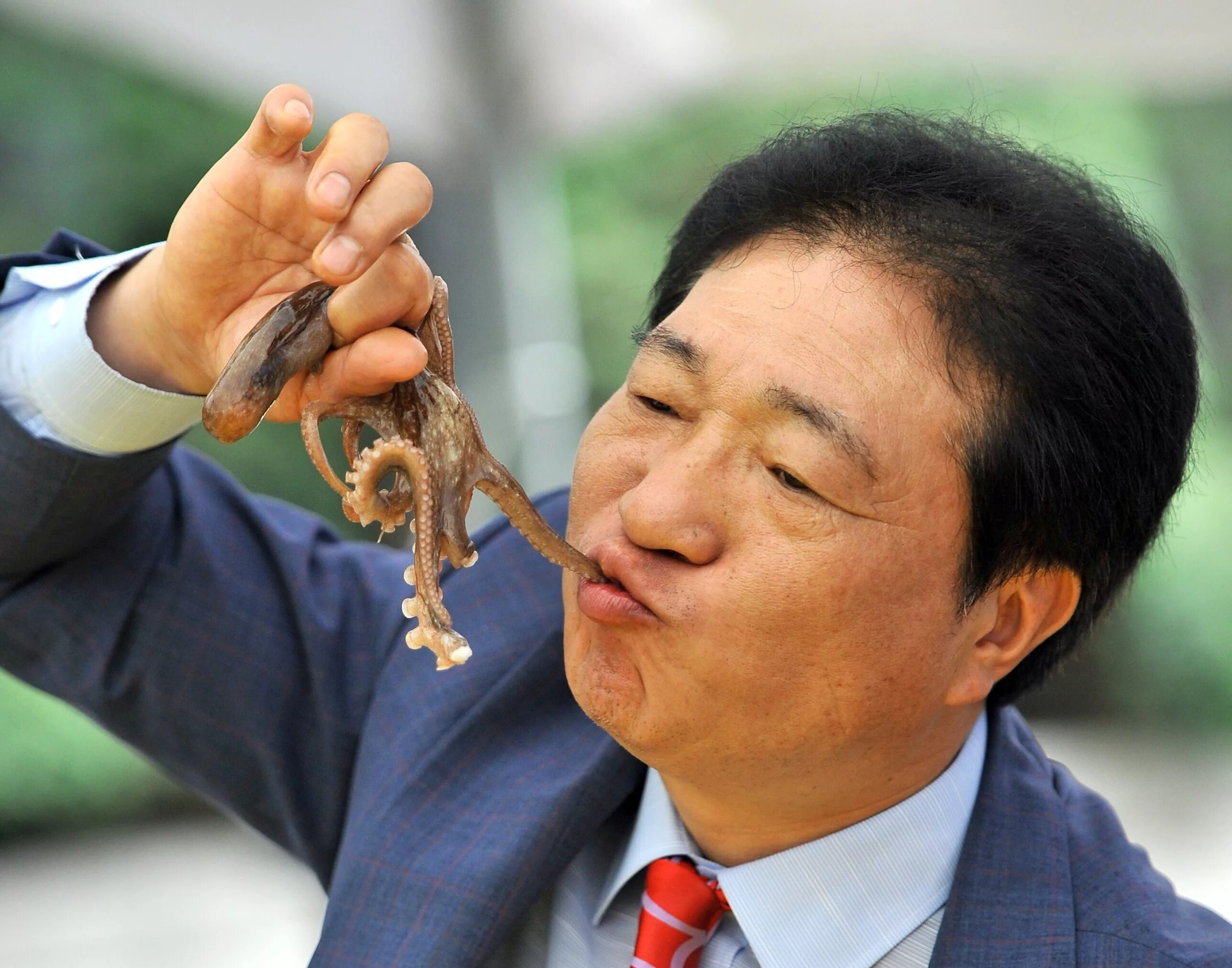 Как будет китайский человек. Саннакчи живой осьминог Корея. Поедание живых Осьминогов. Японцы едят живыхосминогов. Корейцы едят живых Осьминогов.