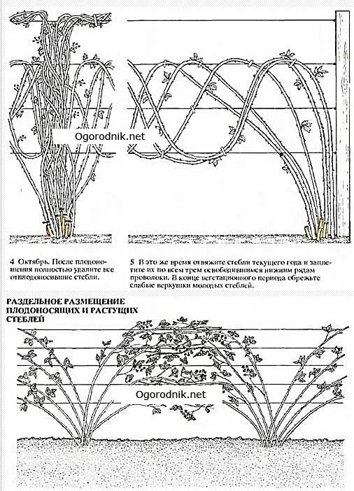 Ежевика Торнфри формирование куста схема. Схема формирования куста ежевики. Обрезанный куст ежевики. Обрезка ежевики бесшипной осенью схема. Как ухаживать за ежевикой весной