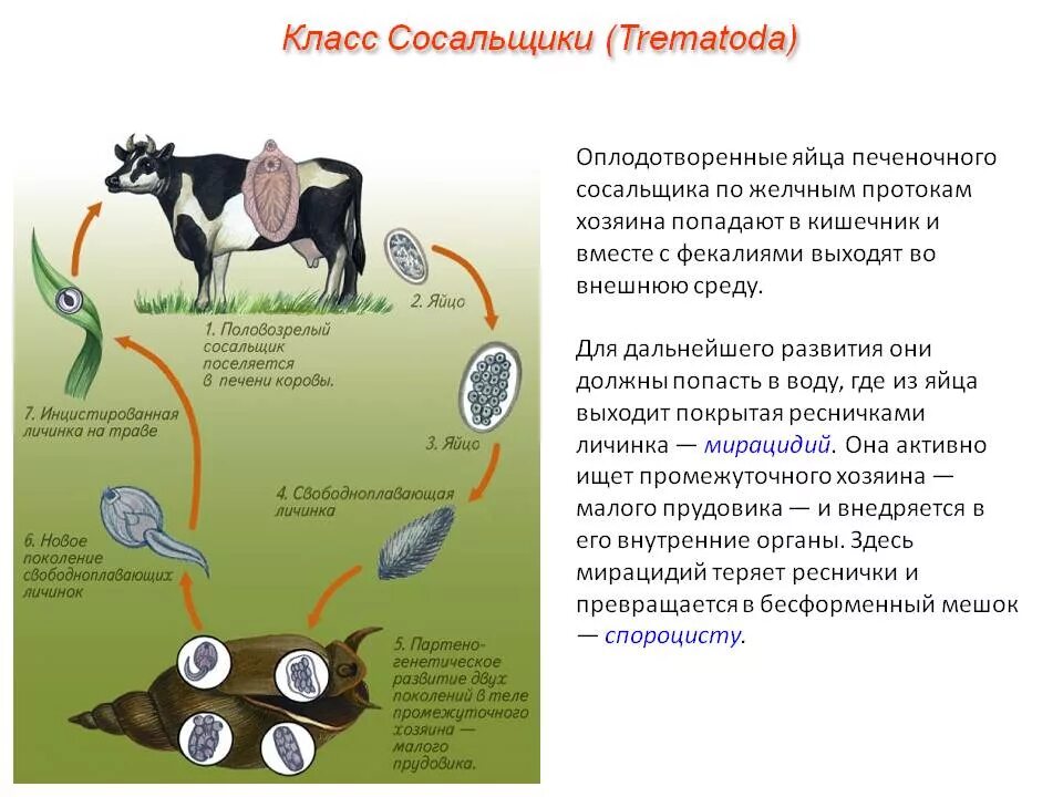 Образ жизни печеночного сосальщика. Цикл развития плоского червя сосальщика. Цикл развития плоских червей сосальщиков. Цикл печеночного сосальщика 7 класс. Класс сосальщики цикл развития.