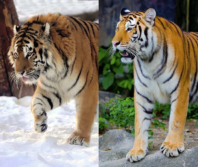 Какой тигр сильнее. Суматранский тигр и Амурский. Уссурийский тигр бенгальский тигр. Белый суматранский тигр. Суматранский тигр и Амурский тигр отличия.