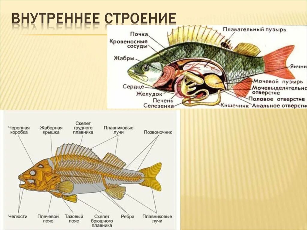 Таблица рыбы 8 класс биология. Черепные или позвоночные внешнее строение рыб 7 класс. Черепные или позвоночные внешнее строение рыб таблица. Черепные внутреннее строение. Черепные или позвоночные внешнее строение рыб 7 класс таблица.