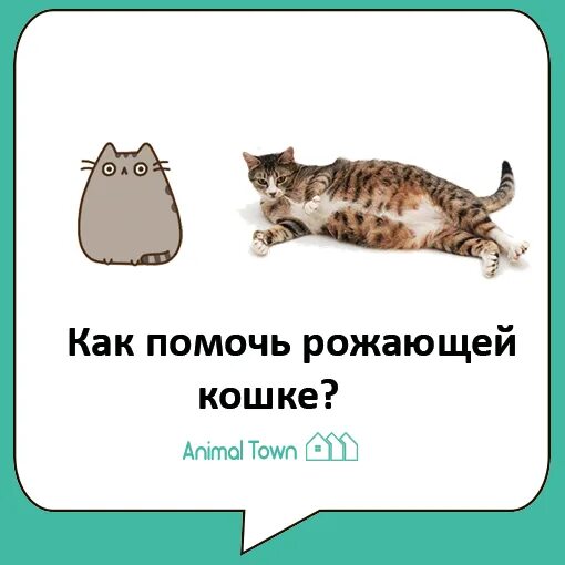 Как помочь рожающей кошке в домашних. Как помочь кошке родить. Как помочь кошке разродиться?. Как помочь кошке разродиться в домашних условиях.