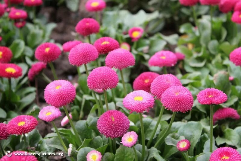 Маргаритка многолетняя выращивание. Маргаритка Bellis perennis. Маргаритка Беллис растение. Bellis perrenis l. (Маргаритка многолетняя). Маргаритка галакси микс.