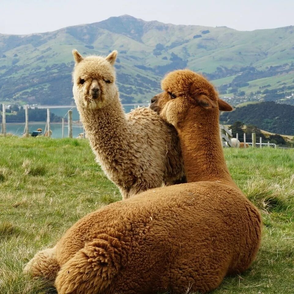ферма альпак в чили. альпаки теплые. лама альпака викунья гуанако отличия. альпаки теплые. альпаки.