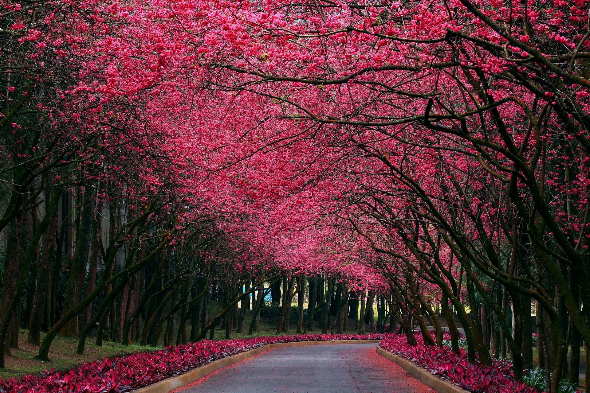 Сакура хорошее качество. Черри блоссом Германия. Черри блоссом цветок. Pink черри блоссом дерево деревья парк. Сакуровая аллея.