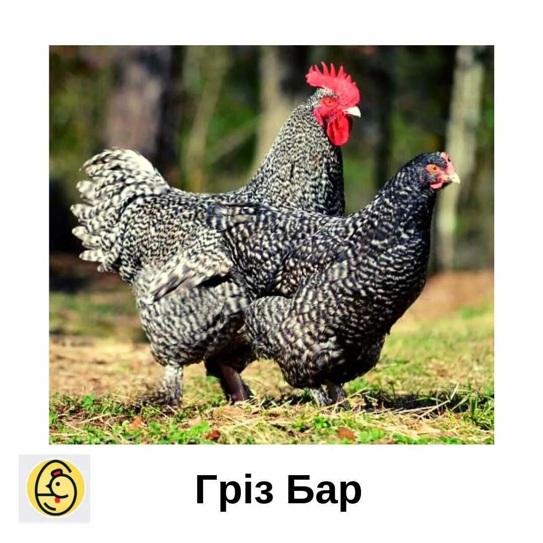 Цыплята породы грис бар. Грис бар порода кур. Гриз бар порода. Грис бар порода кур. Гриз бар порода кур.