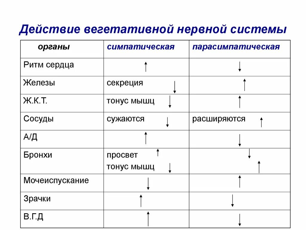 Парасимпатическая вегетативная нервная система функции. Симпатическая и парасимпатическая нервная система. Симпатическая и парасимпатическая нервная система таблица. Влияние симпатической и парасимпатической систем. Таблица влияние вегетативной нервной системы.