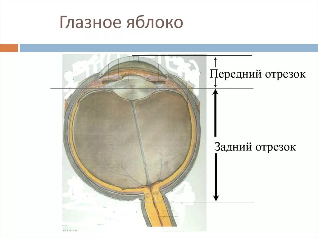 Задний полюс глаза. Оболочки глазного яблока. Передний и задний полюс глазного яблока. Экватор глазного яблока. Размер глазного яблока.