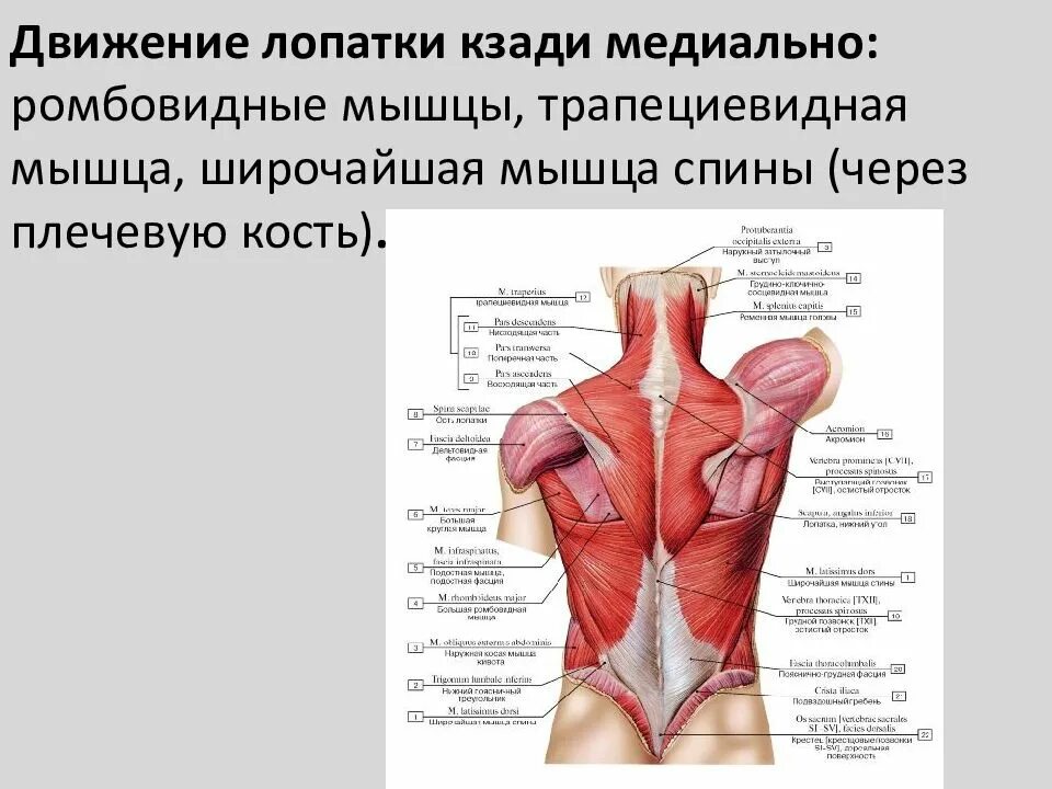 Мышцы приводящие в движение. Трапециевидная мышца место прикрепления спереди. Мышцы лопатки. Мышцы спины лопатки. Движение лопатки мышцы.