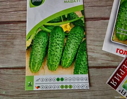 Огурцы сорта маша отзывы