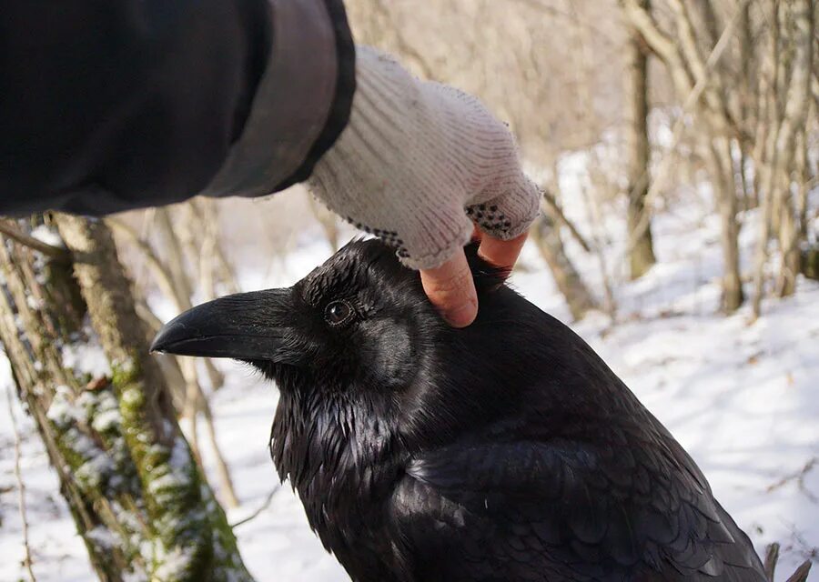ворон больше вороны. сюнин ворон. исполинский ворон. ручной ворон. гигантский ворон.