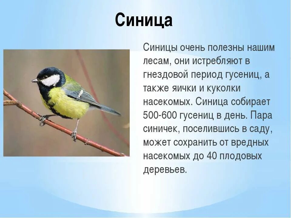 Сообщение о синице. Рассказ о птице синичка. Краткая информация о синице. Синица описание для детей.