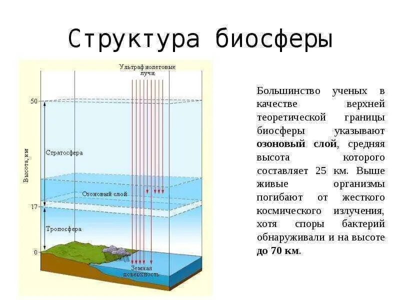 Тропосфера живые организмы. 5. Биосфера. Структура и границы биосферы.. Структура биосферы схема. Слои биосферы схема. Биосфера состав и строение.