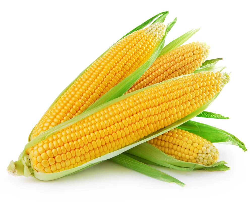 Corn kidz. Кукуруза початок. Кукуруза Sweet Corn. Кукуруза сахарный початок. Сорт кукурузы порумбени.