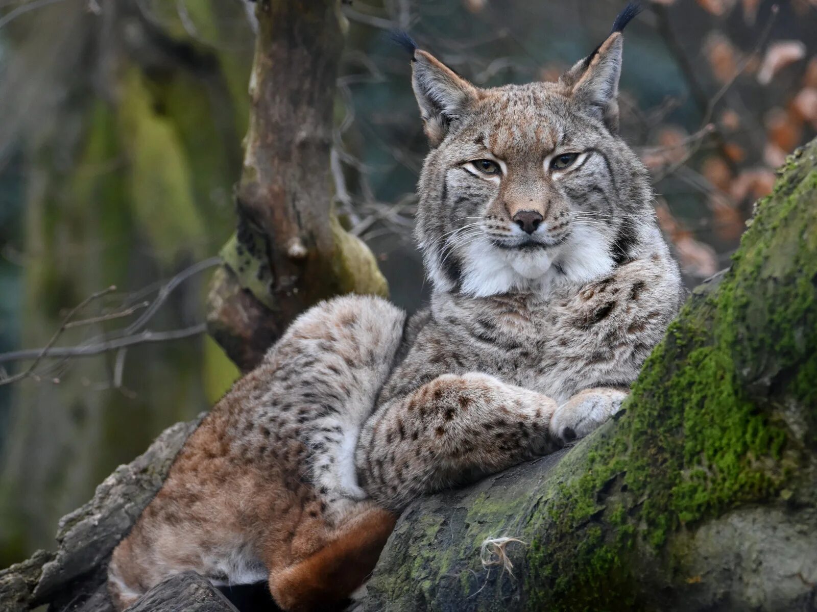 Lynx's. Обыкновенная Рысь Lynx Lynx. Кошка Камчатская Рысь. Рысь на Камчатке. Рысь фото на рабочий стол.