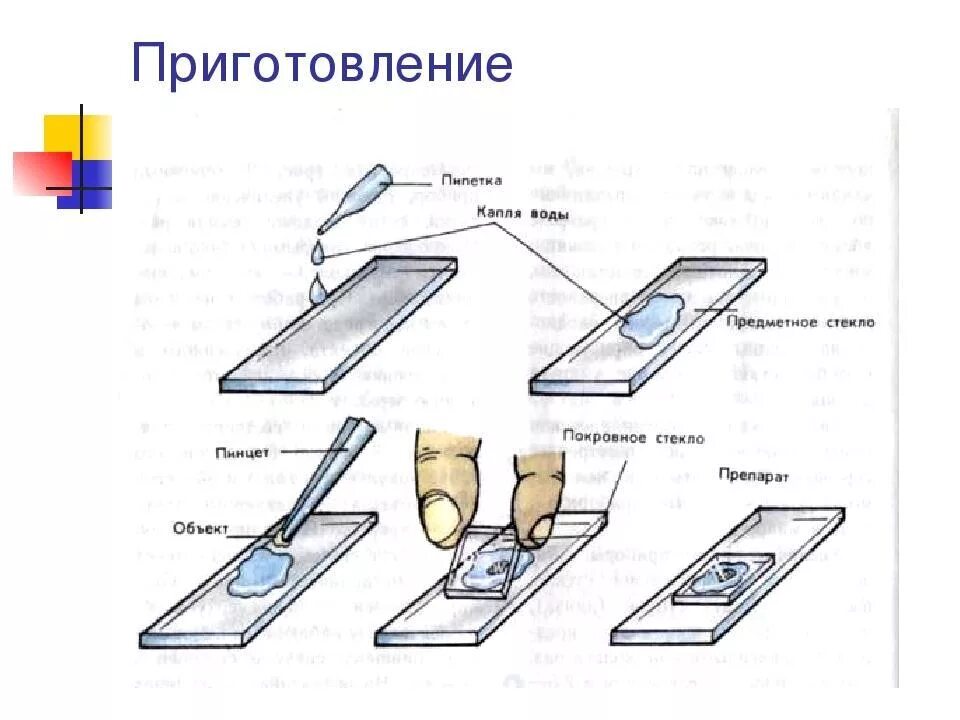 Покровное стекло это. Схема приготовления микропрепарата. Как делать микропрепараты для микроскопа. Последовательность приготовления временного микропрепарата. Покровное стекло предметное стекло 5 класс биология.