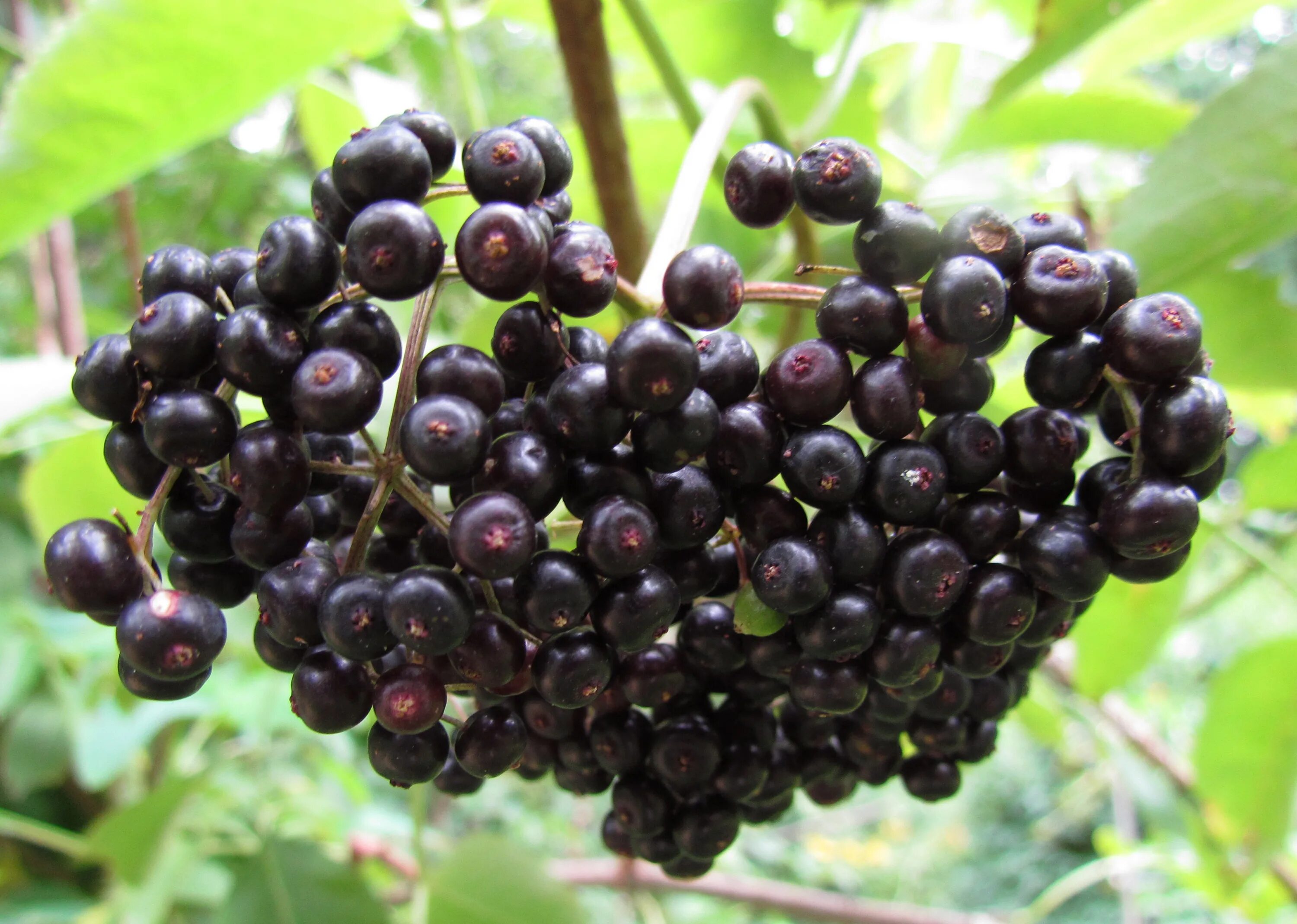 Бузина чёрная. Бузина черная (Sambucus nigra). Бузина чёрная Sambúcus nígra. Elderberry Бузина. Бузина съедобная