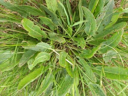 Хвоя щавель