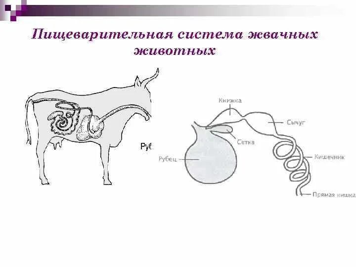 Внутриполостное пищеварение примеры животных. Внутриполостное пищеварение примеры животных