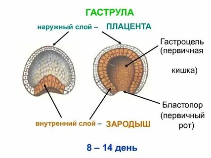 Первичный рот зародыша