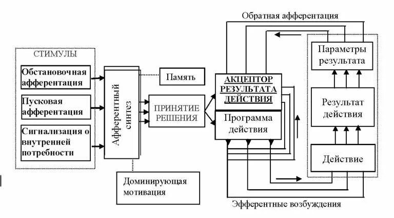 Обратная афферентация. Принцип обратной афферентации физиология. Роль звена обратной афферентации. Роль обратной афферентации в управлении движениями.. Афферентация это