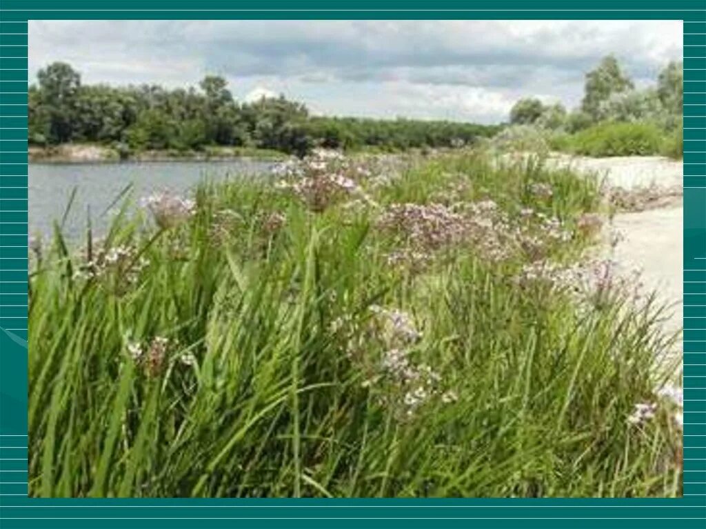 Сусак зонтичный. Водное растение Сусак. Сусак зонтичный в водоеме. Лекарственные растения Сусак зонтичный. Обитатели дона