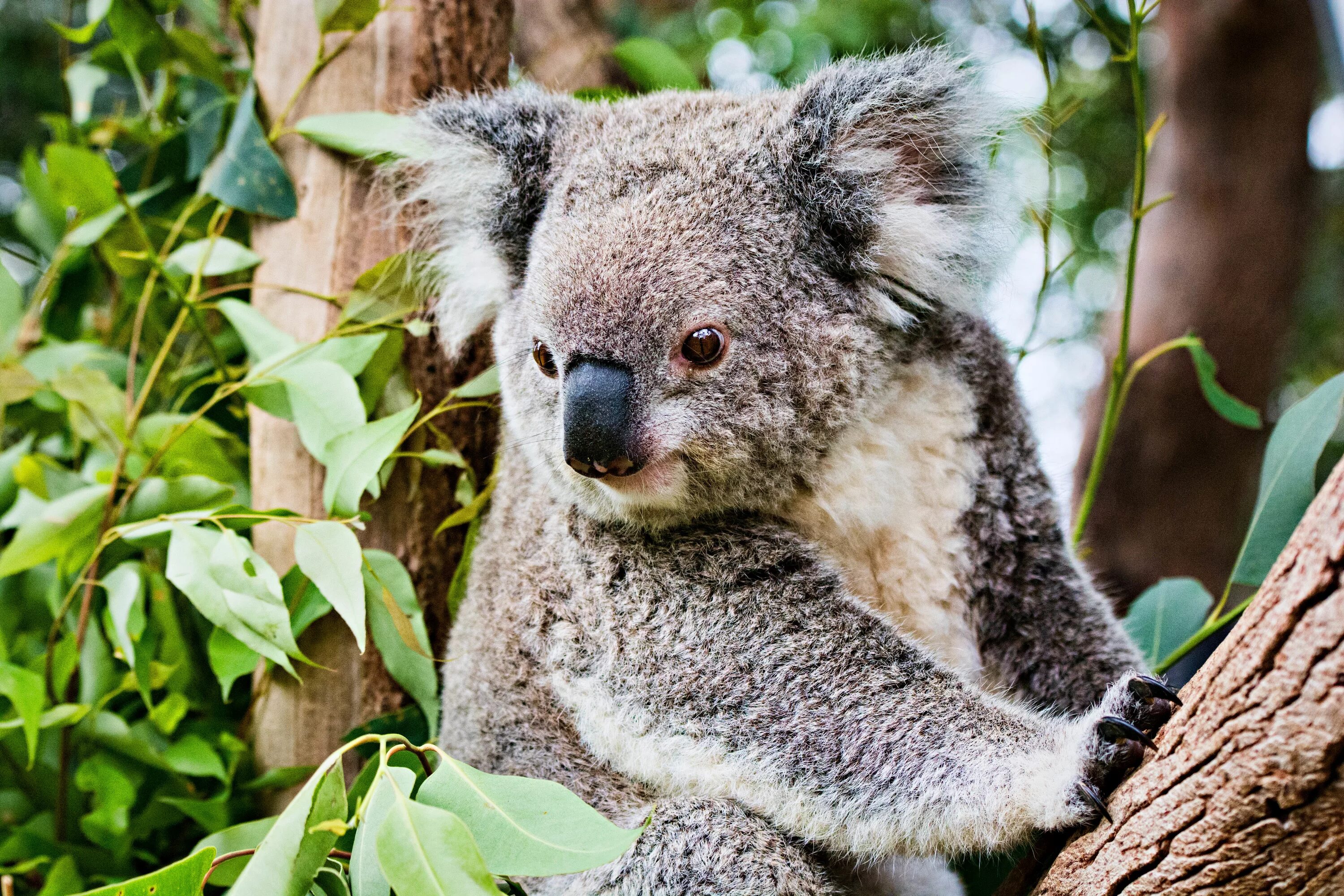 Коала в Австралии. Австралия фауна коала. Коала сумчатое. Тасмания коала.