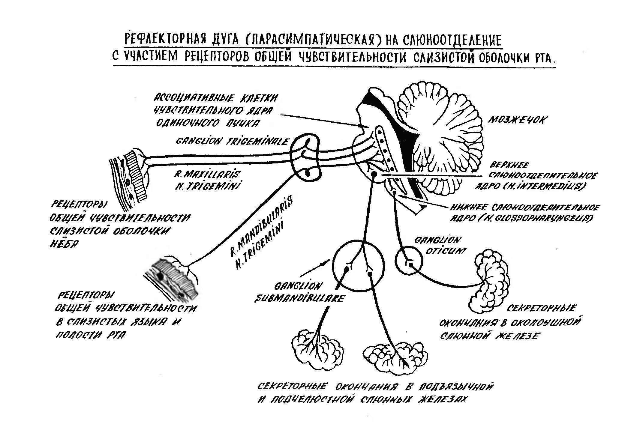 Безусловный рефлекс слюноотделения. Схема рефлекторной дуги безусловного слюноотделительного рефлекса. Схема рефлекторная дуга условного рефлекса (слюноотделения). Схема рефлекторной дуги безусловного рефлекса слюноотделения. Дуга рефлекса слюноотделения.