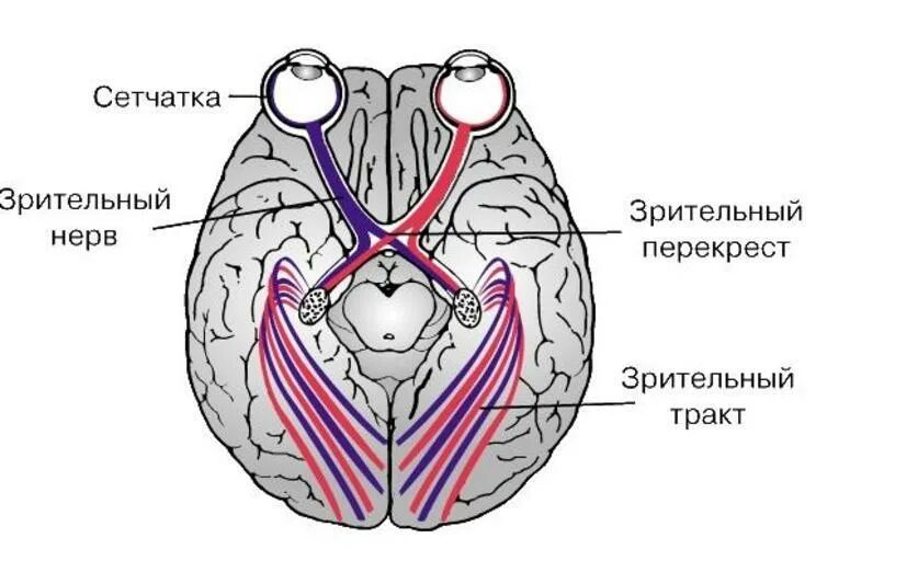 Зрительный нерв в головном мозге. Зрительный нерв строение анатомия. Перекрест зрительного нерва анатомия. Зрительная хиазма анатомия. Зрительный анализатор зрительный Перекрест.