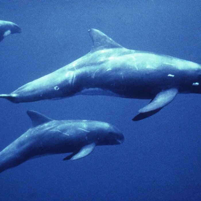 Whales are than dolphins