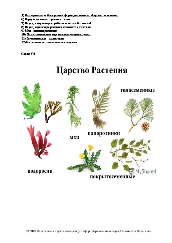 Приведите по три примера растений папоротники покрытосеменные. Представители царства растений 5 класс биология. Голосеменные и Покрытосеменные растения 5 класс биология. Царство растений Покрытосеменные. Отделы царства растений 5 класс.