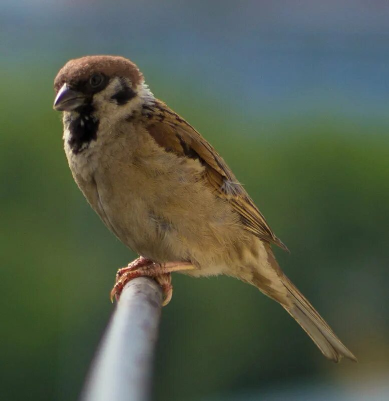 домовый воробей (лат. воробей в великобритании. чумчук куш. молодой полевой воробей. полевой воробей фото птицы.