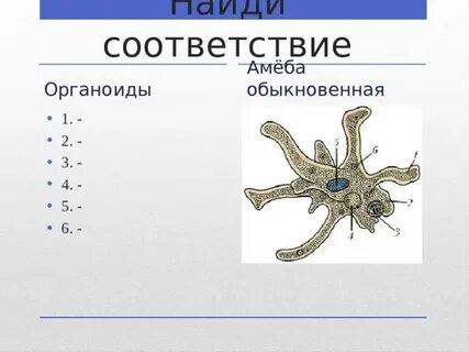 Органоиды амебы протея