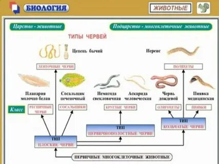 Грудная клетка плоских круглых кольчатых червей
