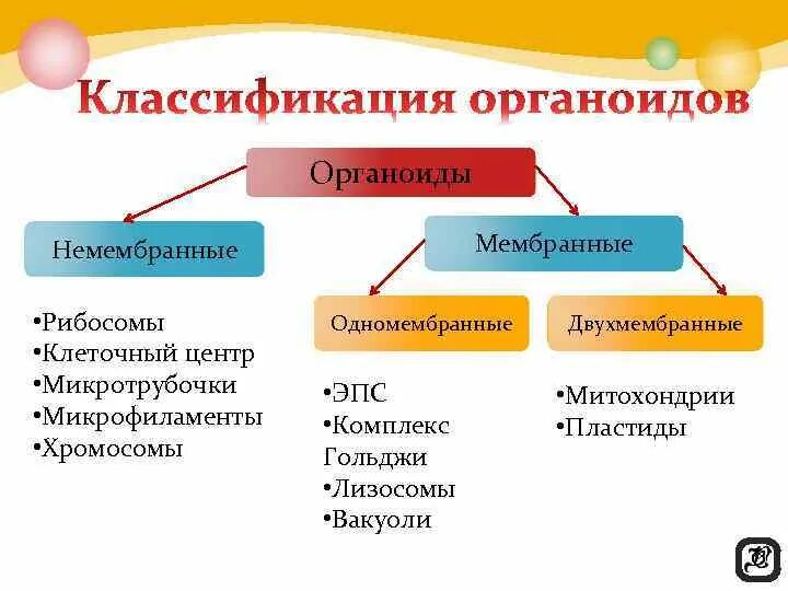 Мембраны одномембранные. Мембраны одномембранные