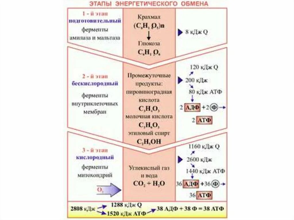 Сколько атф в кислородном этапе. Формула подготовительного этапа энергетического обмена. Подготовительный этап энергетического обмена схема. Этапы энергетического обмена 10 класс биология. Этапы энергетического обмена схема таблица.