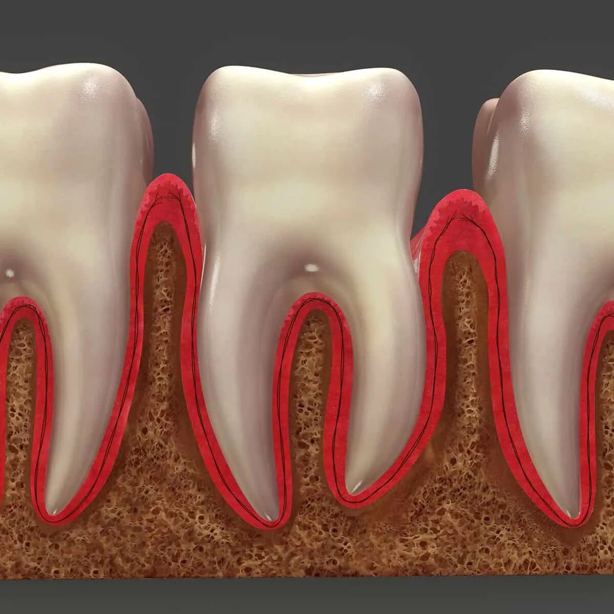 Корень зуба в кости